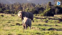 Elephant vs Rhino Intense Fight - Wild Animals