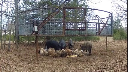 Yaban Domuz Sürüsünü Yakalama Sistemi Yok Böyle Bir Şey