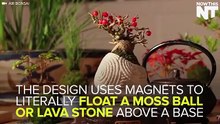 Trees Literally Float In The Air