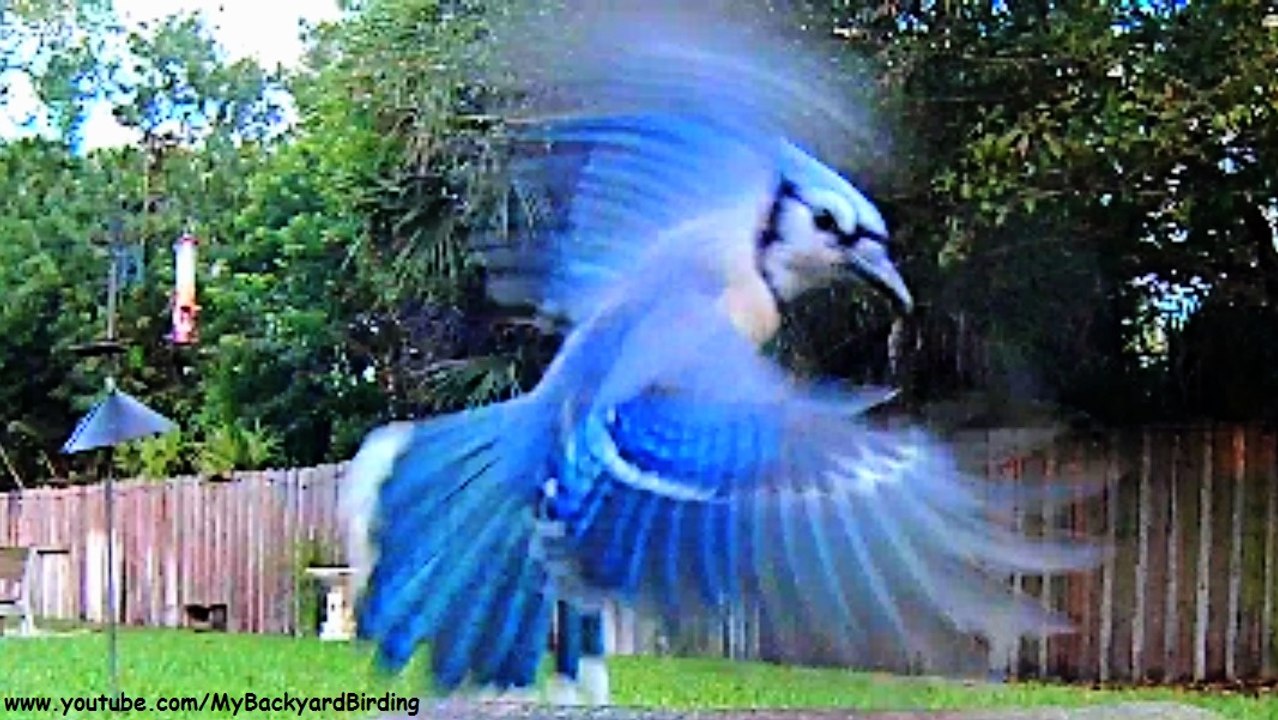Ride Of The Valkyries - Trained Blue Jay Family