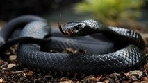 Animal Life Video: The Black Mamba Snake (Snake Wildlife Documentary)