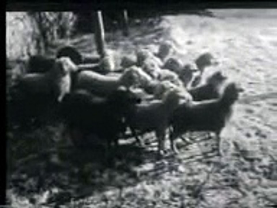 волкодав убивает волков