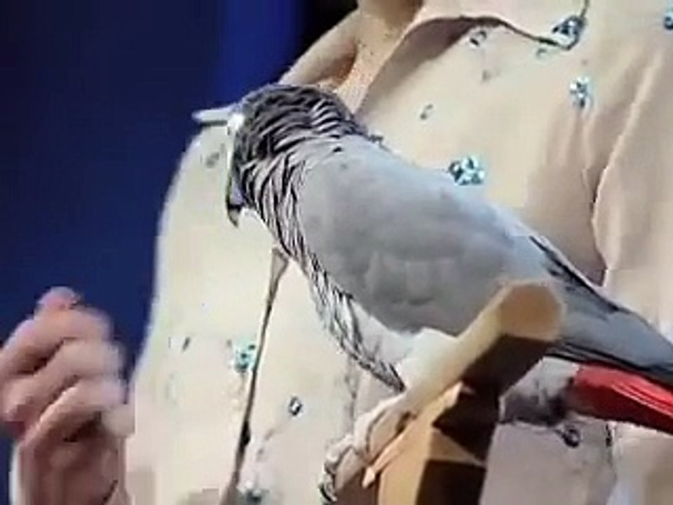 Einstein the bird