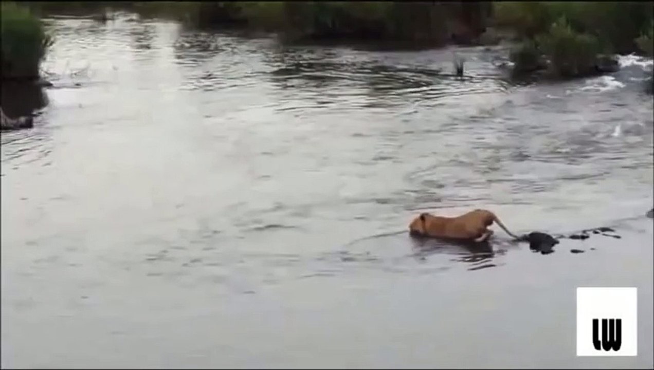 Крокодил напал на льва в воде. Лев против крокодила.