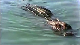 Крокодил убивает ягуара