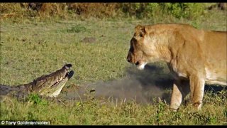 Львы убивают и съедают крокодила слайд шоу