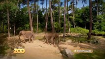 Lions blancs, serpent et frayeur - Ep7 S2 - #SaisonAuZoo