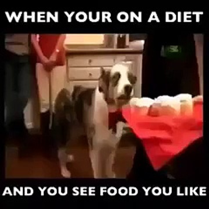 whatsapp funy video