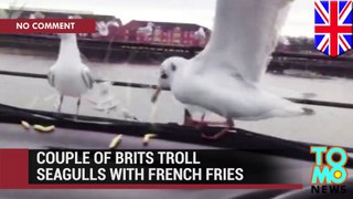 British trolls taunt hungry seagulls with French fries they will never enjoy