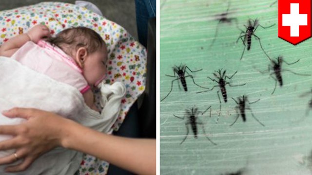 WHO warns that Zika virus, linked to infants' microcephaly, likely to spread across Americas