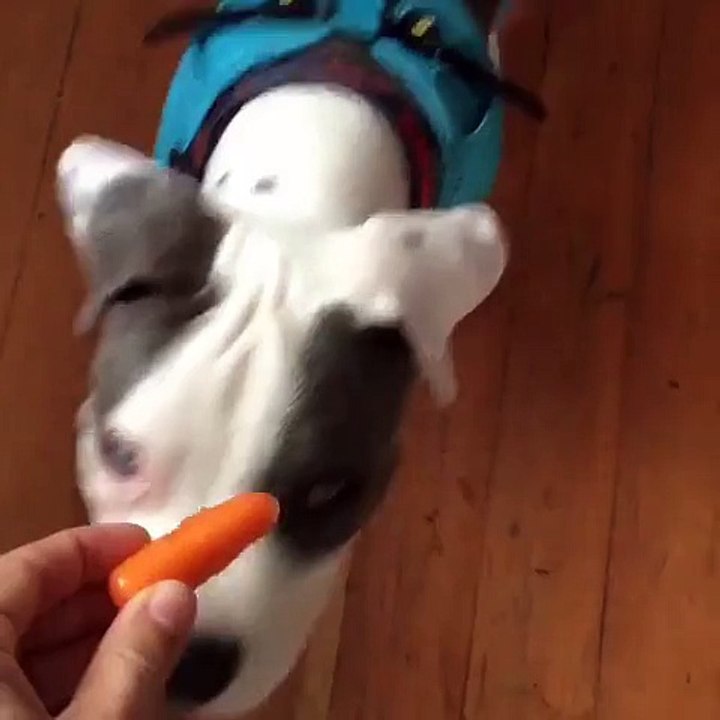 Pitbull eating carot . Staying Healthy