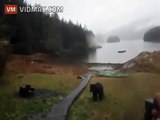 THIS LADY LOSES HER MIND IN THE MOST HILARIOUS WAY WHEN A BLACK BEAR BEGINS BITING ON HER KAYAK