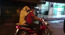 Un Thaïlandais conduit son scooter avec son chien à l'arrière