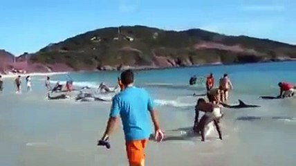 Humans Saving Dolphins