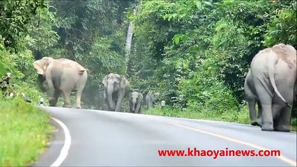 elephant herd attacks motorbike