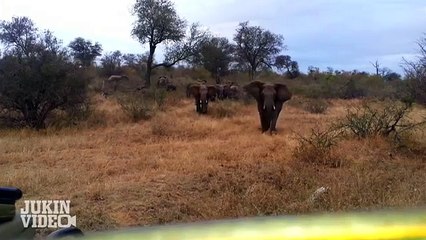 Elephant ATTACKS Safari Jeep