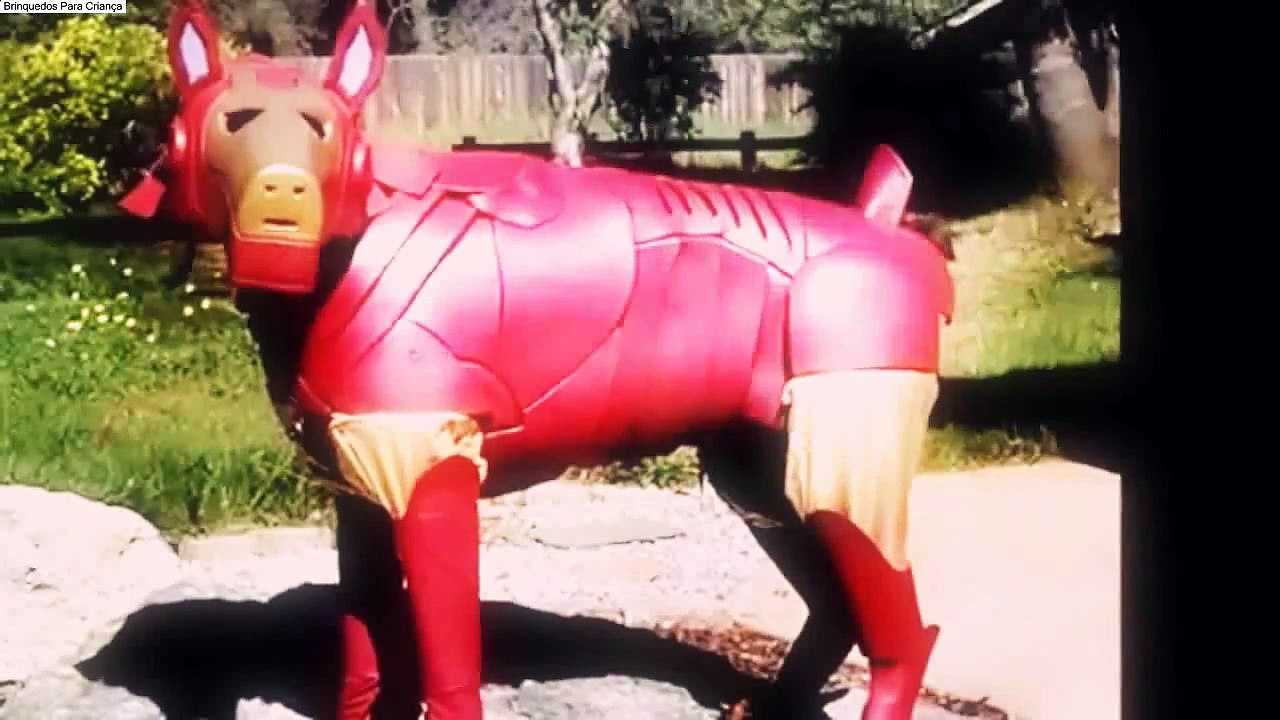 Gato Divertido 2016 - Funny Dogs - Funny Dog Videos Compilation 2015 - Funny Animals Video