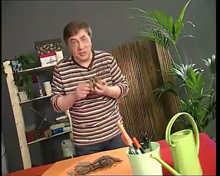 Про георгины. Как вырастить рассаду этих цветов