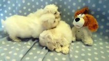 Stunning, low shedding bichon frise x toy poodle puppies at