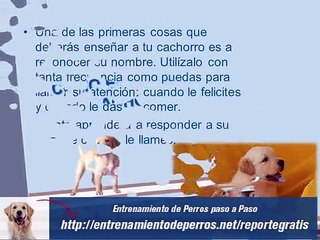 Como Educar a un Cachorro Rapidamente