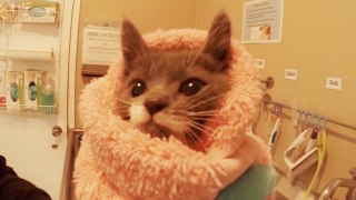 GoPro: 24-Hr Kitten Nursery