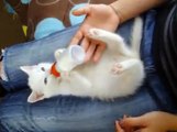 [My Video] Biberonla Süt İçen Sevimli Yavru Kedi