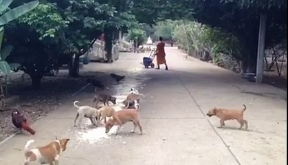 A Thai monk call dogs for meals!