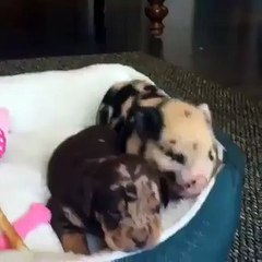 Snuggle buddies!