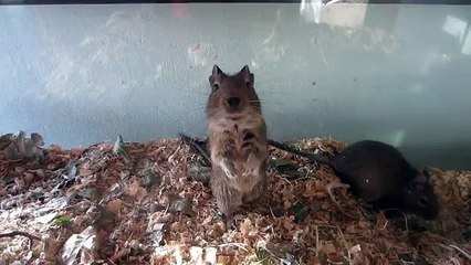degu clickertraining stations training session 1