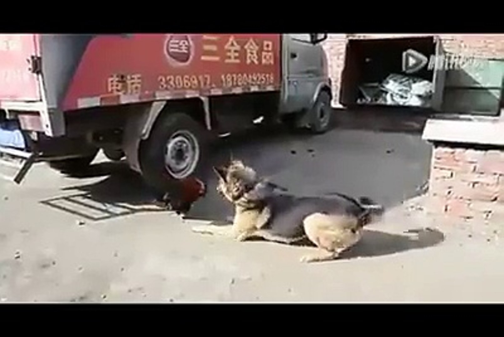 funny dog is very funny