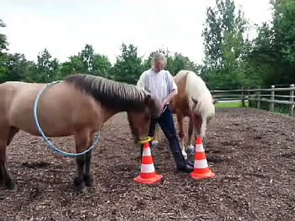 Clickertraining mit Hylling 28