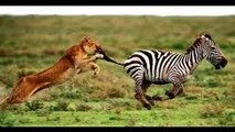 Documentary Animals Animals Documentary National Geographic Wild Animals Documentary