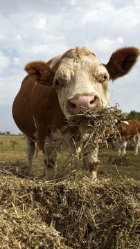 Here's how the Iowa caucuses work