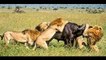 National Geographic Documentary 4 Male Lions Kill And Eat a Male Buffalo Lions Documentary