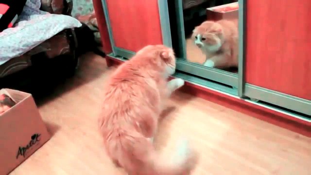 ЭТИ ПРИКОЛЫ ПОРВАЛИ ИНТЕРНЕТ # 1!!! ЖОПОСИЛАЧ!!!