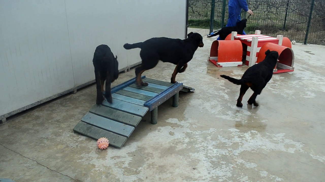 Authentiques chiots Femelles Beauceron - Berger de Beauce rustique costaud type ancien gros gabarit LOF