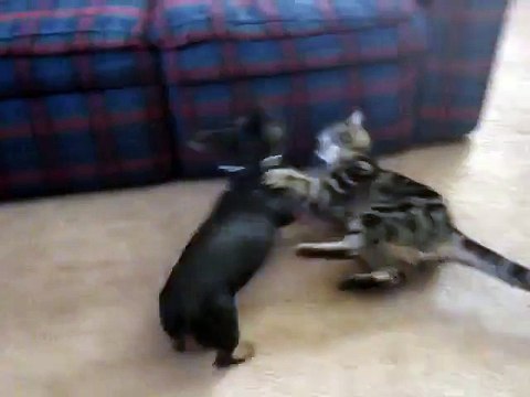 Cat Attacks Wiener Dog - Funny Cats Funny Dogs Videos - #Funny_Animals
