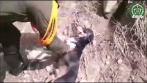 İnsanlığa Olan İnanç Tazelendi! Nehre Düşen Köpeği Kurtarmak İçin Seferber Olan Polisler