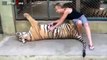Tigers Lions And Cheetahs Love To Cuddle Big Cats Compilation