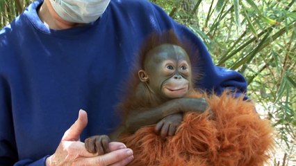 10 month old Aurora adopted by surrogate orangutan
