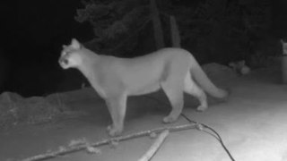 Cougar Enters the Garden to Say Hello