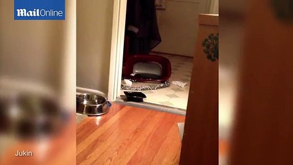 Cute dog is seriously guilty after emptying the rubbish