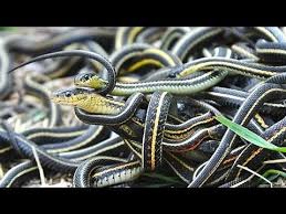 Nat Geo Wild HD   The Most Extreme - Predators National Geographic