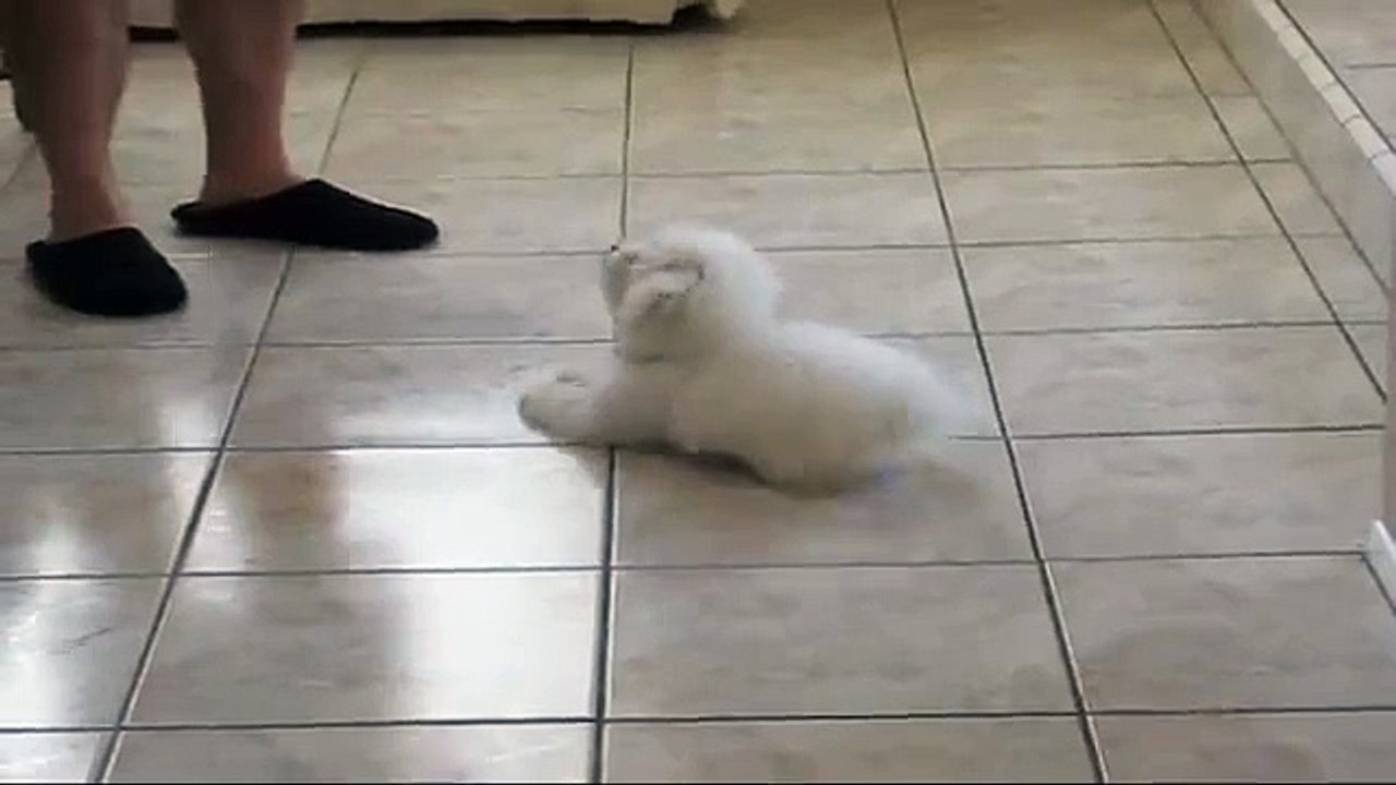 Bichon Frise Skippy  rolling over and more.HD