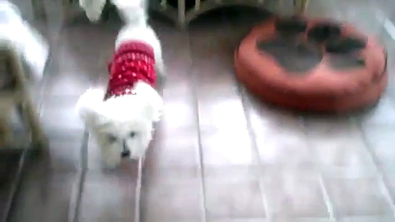 Bichon frise winter coat