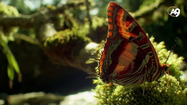 Evrim teorisinin sahte delilleri 1 - Sonuç