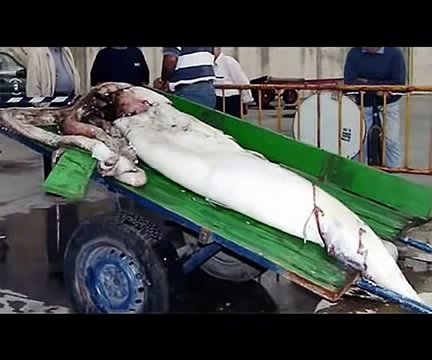 МОРСКИЕ МОНСТРЫ ПОСЛЕ ЦУНАМИ ЯПОНИЯ