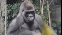 Gorilla_Bokito_attacks
