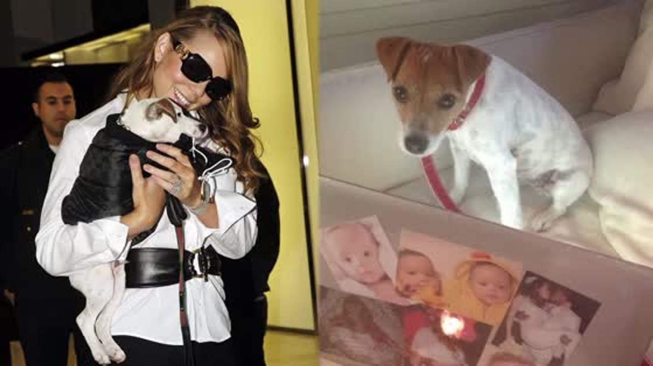 Mariah Careys Hunde fliegen erster Klasse