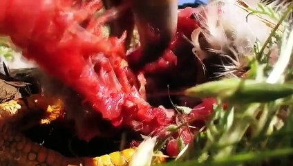 Hayatın Hızı- Doğu Afrika'nın Avcıları